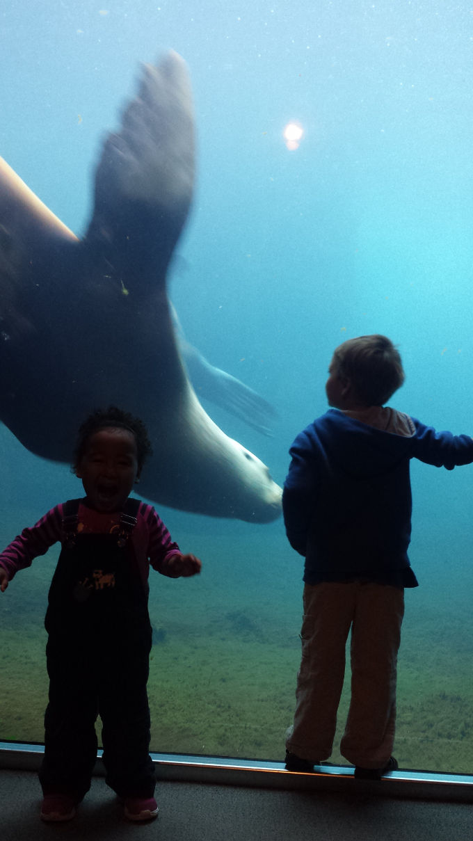 Steller Sea Lion