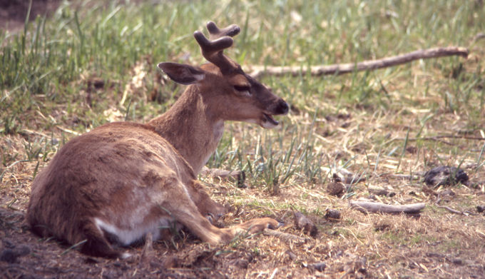 Sitka Deer