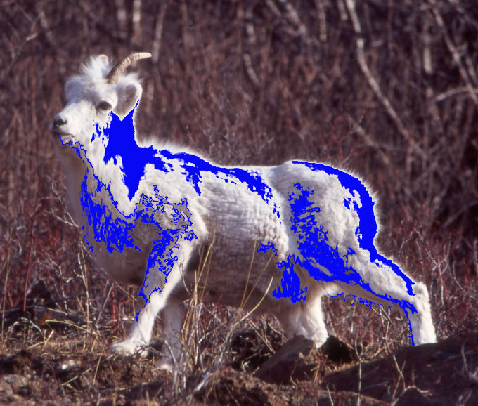 Dall Sheep