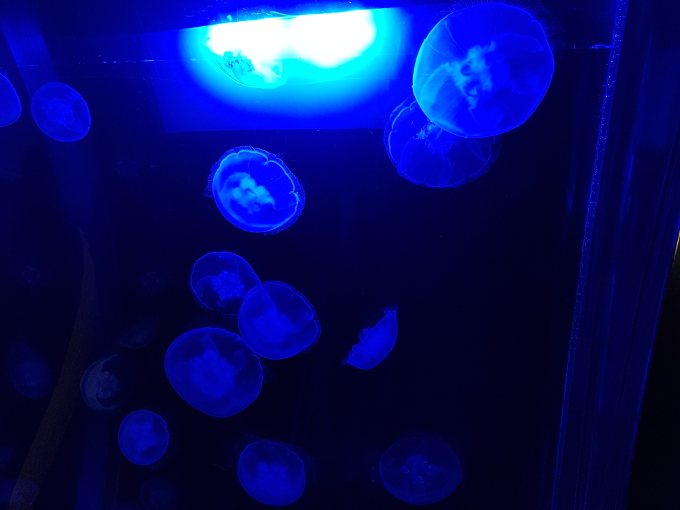 Blue jellyfish at the Seattle aquarium