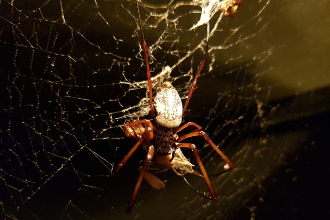 Seattle zoo spider