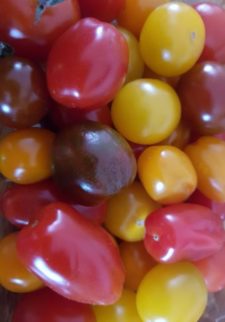 Rainbow Heirloom Tomatoes