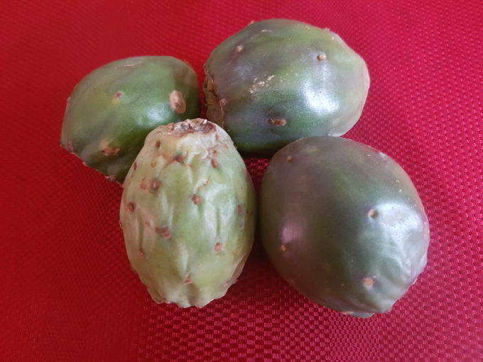 Green and Crimson Prickly Pear Fruits