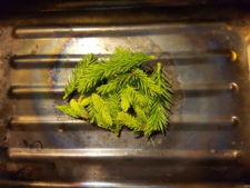 Spruce Tips for Smoking
