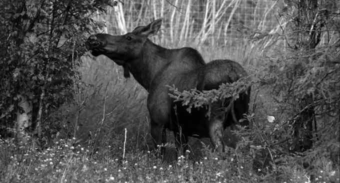 Black and White Moose