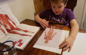 Learning the Muscles Homeschool