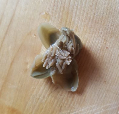 Peeled open pickled caper bud