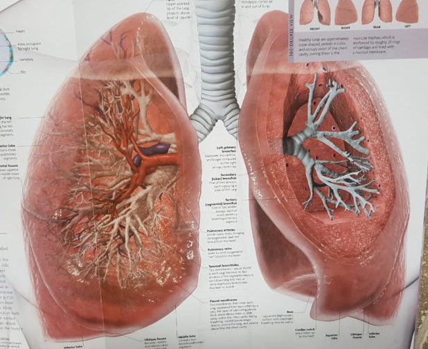 DK Lung Image