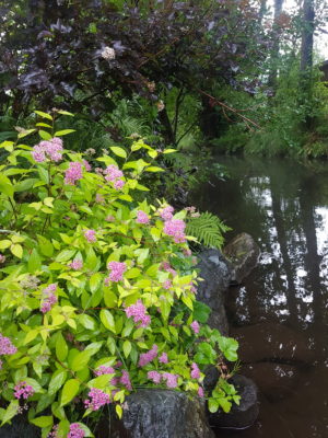 Flowers by Chester Creek