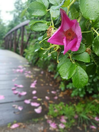 Beautiful Rose about to loose petals