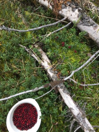 Wild Alaskan Cranberries/Lingonberries