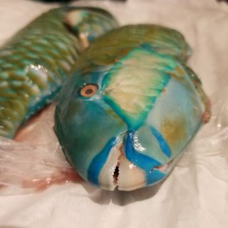 Parrot Fish for Cooking
